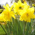 Narcissus double 'Golden Ducat'